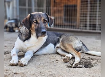 ROBI❤️zauberhafter, lieber Hundejunge - zurückhaltend und sozial