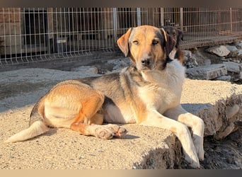 ROBI❤️zauberhafter, lieber Hundejunge - zurückhaltend und sozial