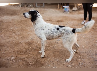 Ananda ❤️ liebe Fellfreundin fürs Leben