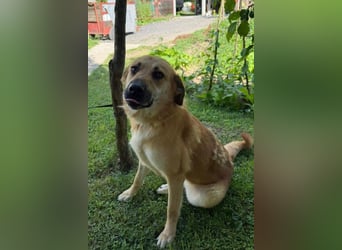 Schöne ♥ Stella ♥ aktiv und lieb, auch besonders zu Kindern