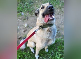 ♥Fly♥ eine herzliche, treue Fellfreundin