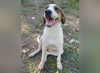 Nala ❤️ aktive, so verschmuste HSH-Mix Hündin