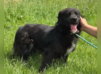 Morach ❤️ sanfter & so lieber Hundeschatz