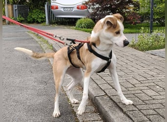 Elodia sucht ihr Zuhause fürs Leben - aktive Menschen mit Herz gesucht!