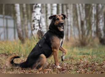 Wunderbarer Dar sucht seine Menschen