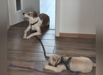 Elodia sucht ihr Zuhause fürs Leben - aktive Menschen mit Herz gesucht!
