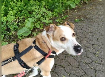 Elodia sucht ihr Zuhause fürs Leben - aktive Menschen mit Herz gesucht!