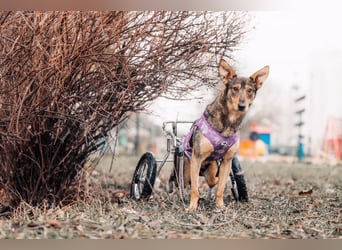 Besondere Miranda sucht ihre Menschen