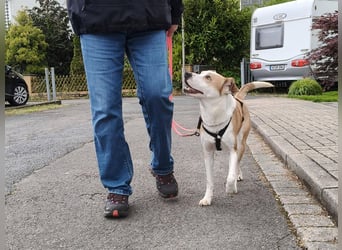 Elodia sucht ihr Zuhause fürs Leben - aktive Menschen mit Herz gesucht!