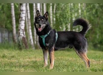 Sozialer Grey sucht liebevolles Zuhause