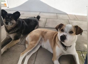 Elodia sucht ihr Zuhause fürs Leben - aktive Menschen mit Herz gesucht!