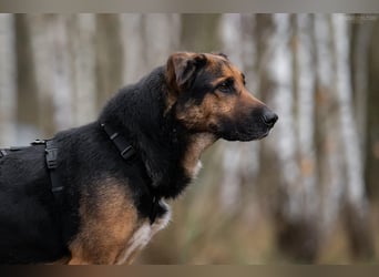 Wunderbarer Dar sucht seine Menschen