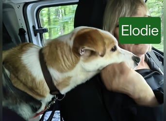Elodia sucht ihr Zuhause fürs Leben - aktive Menschen mit Herz gesucht!
