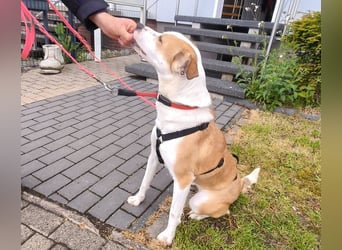 Elodia sucht ihr Zuhause fürs Leben - aktive Menschen mit Herz gesucht!