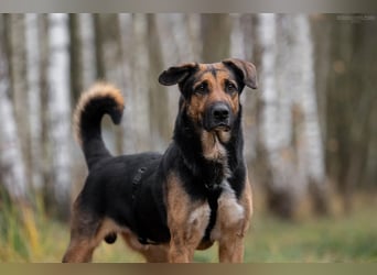 Wunderbarer Dar sucht seine Menschen