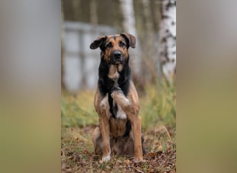 Wunderbarer Dar sucht seine Menschen