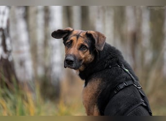 Wunderbarer Dar sucht seine Menschen