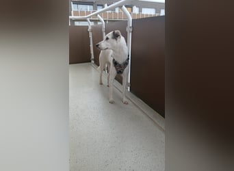 Bailey: Frauen mit Herz gesucht