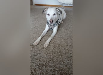 Bailey: Frauen mit Herz gesucht