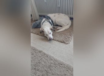 Bailey: Frauen mit Herz gesucht