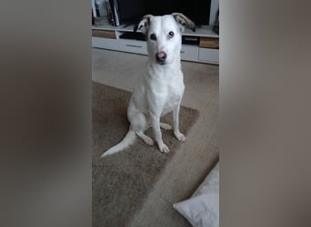 Bailey: Frauen mit Herz gesucht