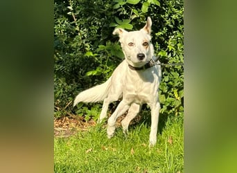 Nofall-Vermittlung für Murphy