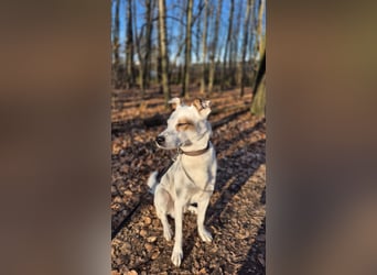 Nofall-Vermittlung für Murphy