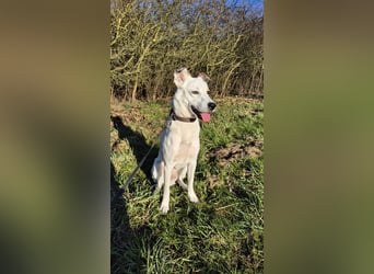 Nofall-Vermittlung für Murphy