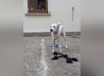 Pechvogel Dory braucht leider wieder ein Zuhause - Besitzer verstorben-97724 Burglauer auf Pflege