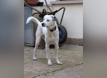 Pechvogel Dory braucht leider wieder ein Zuhause - Besitzer verstorben-97724 Burglauer auf Pflege