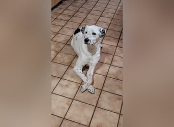 Pechvogel Dory braucht leider wieder ein Zuhause - Besitzer verstorben-97724 Burglauer auf Pflege