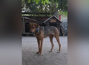 Schüchterne Kiara möchte ankommen - in 97262 Hausen auf Pflegestelle