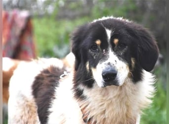 Freundlicher Peppe wartet in 91353 Hausen