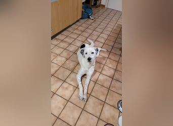 Pechvogel Dory braucht leider wieder ein Zuhause - Besitzer verstorben-97724 Burglauer auf Pflege