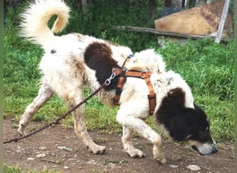 Freundlicher Peppe wartet in 91353 Hausen