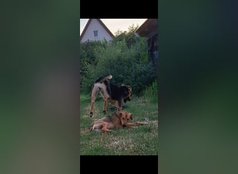 Schüchterne Kiara möchte ankommen - in 97262 Hausen auf Pflegestelle