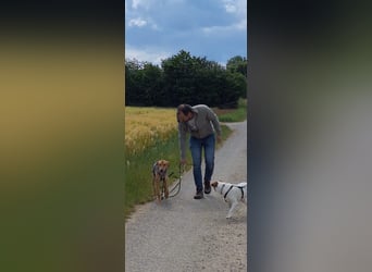 Schüchterne Kiara möchte ankommen - in 97262 Hausen auf Pflegestelle