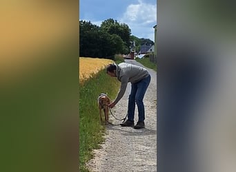Schüchterne Kiara möchte ankommen - in 97262 Hausen auf Pflegestelle