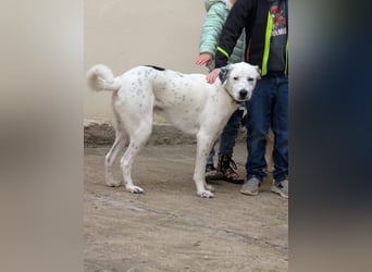 Pechvogel Dory braucht leider wieder ein Zuhause - Besitzer verstorben-97724 Burglauer auf Pflege