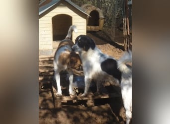 Freundlicher Peppe wartet in 91353 Hausen