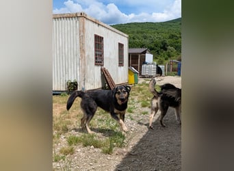 Emmy sucht Menschen mit Herz und Geduld  - aktuell in Bosnien