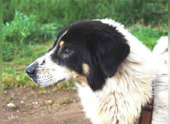 Freundlicher Peppe wartet in 91353 Hausen