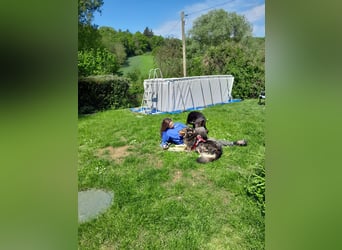 Samwise hat es nach Deutschland geschafft - in 97078 Würzburg auf Pflegestelle