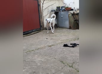 Pechvogel Dory braucht leider wieder ein Zuhause - Besitzer verstorben-97724 Burglauer auf Pflege