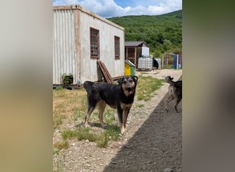 Emmy sucht Menschen mit Herz und Geduld  - aktuell in Bosnien