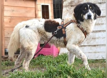 Freundlicher Peppe wartet in 91353 Hausen