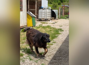 Asja - Schwarze Schönheit sucht ihr Glück - aktuell  in Bosnien