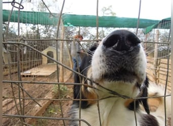 Freundlicher Peppe wartet in 91353 Hausen