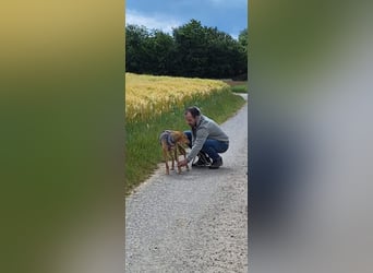 Schüchterne Kiara möchte ankommen - in 97262 Hausen auf Pflegestelle