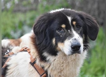 Freundlicher Peppe wartet in 91353 Hausen